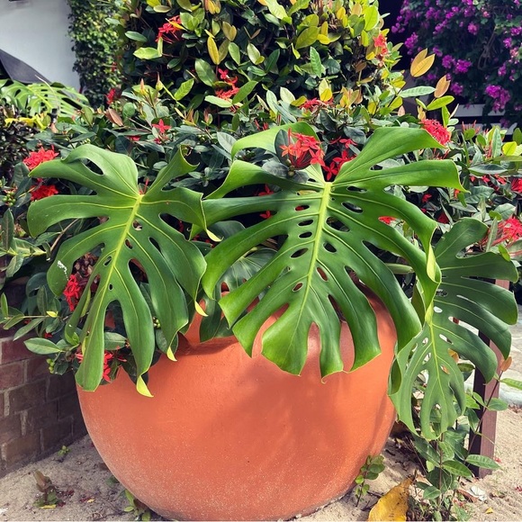 Meet your Posher, Sandy - Picture 2 of 2